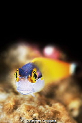 Happy Holiday!!
Raja Ampat, Indonesia 
Nikon D800 + Nau... by Reyner Onggara 